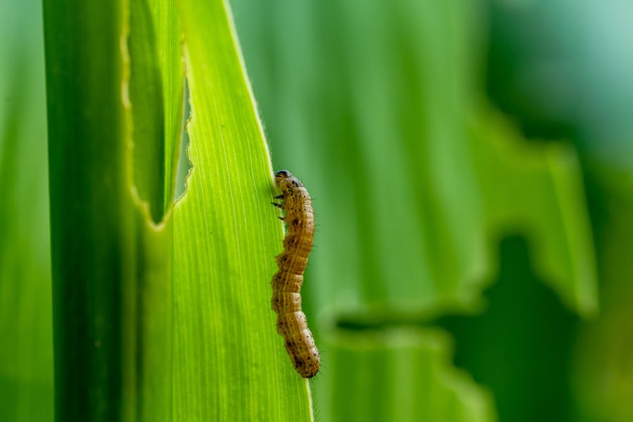 reliable pest control treatment in Malvern, PA