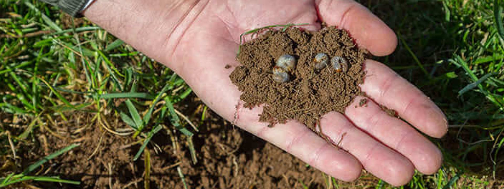 grub control services in Malvern, PA