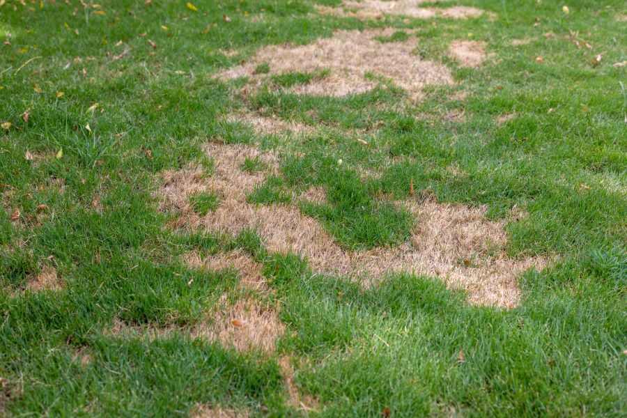 quality overseeding in Pennsylvania