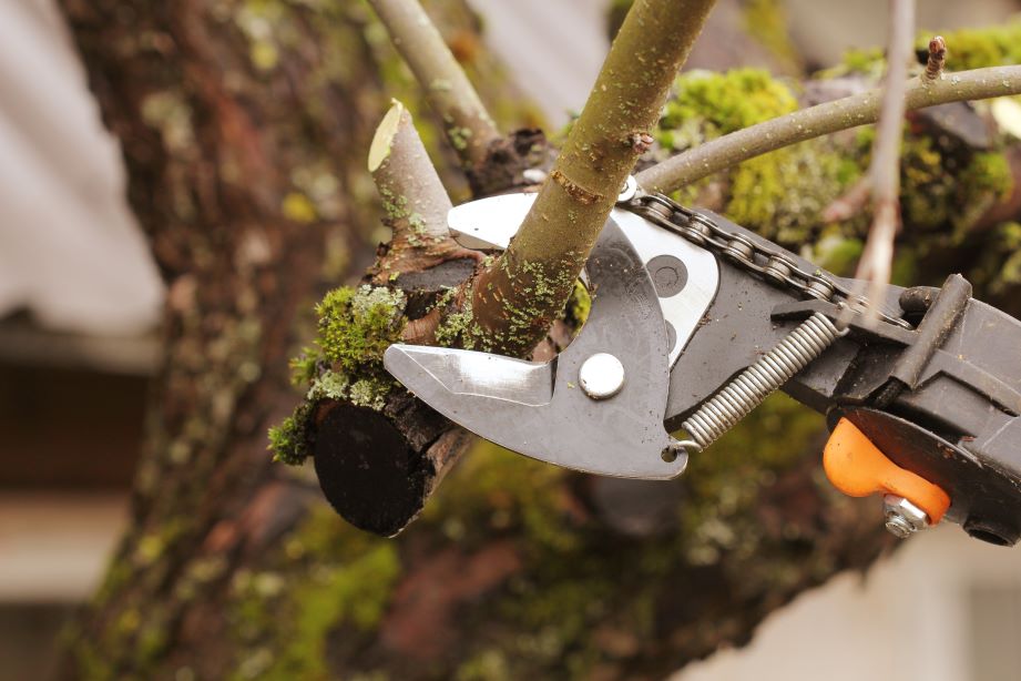 professional pruning services Malvern, PA
