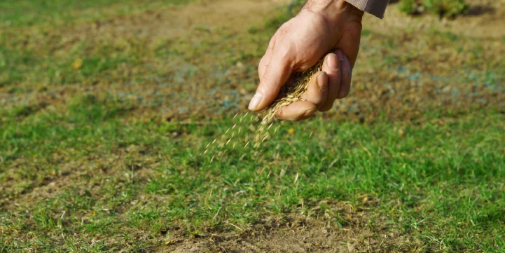 lawn overseeding for malvern pa properties